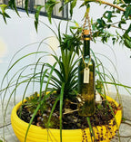 Kit 2 Comedouros Para Pássaros Livres – Garrafa Vinho Branco e Verde