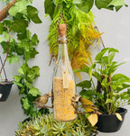 Kit 3 Comedouro Pássaros Livres – Garrafa Champagne Branca