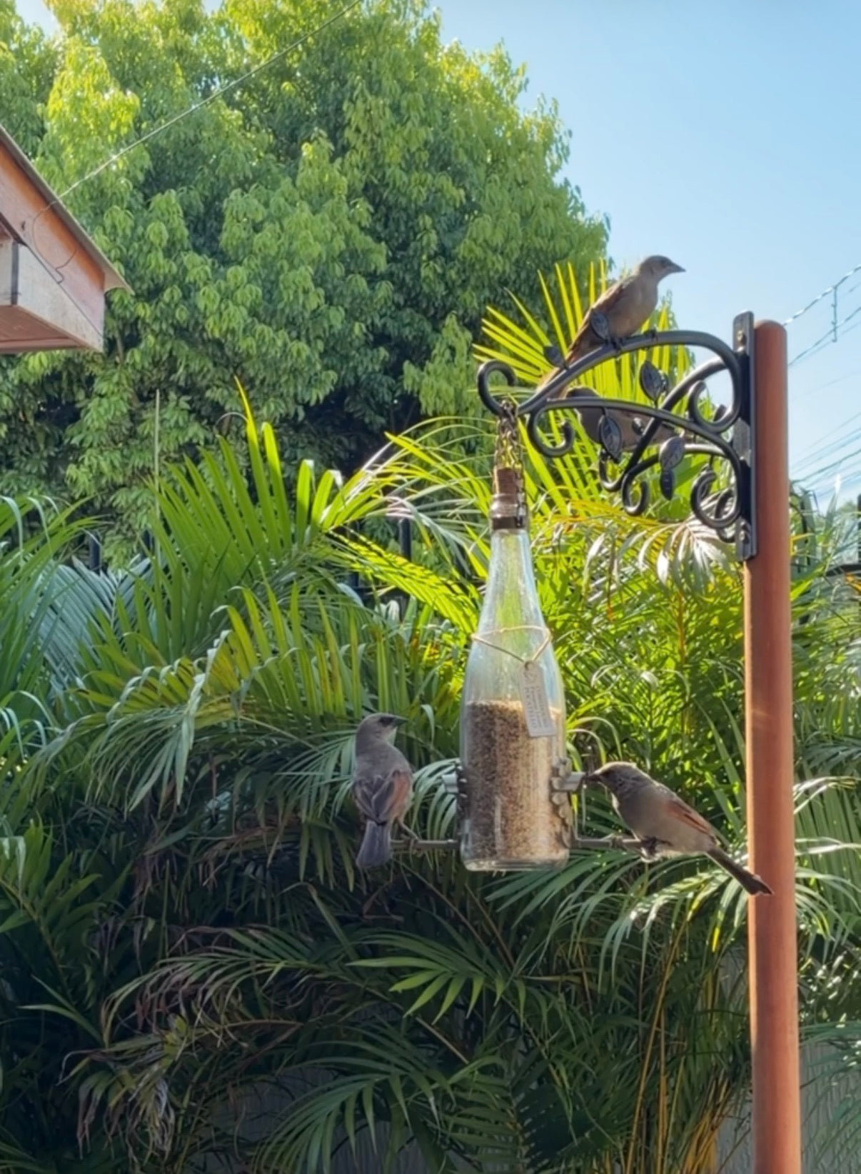 Comedouro Tratador Pássaros Livres – Garrafa Cham. Branca