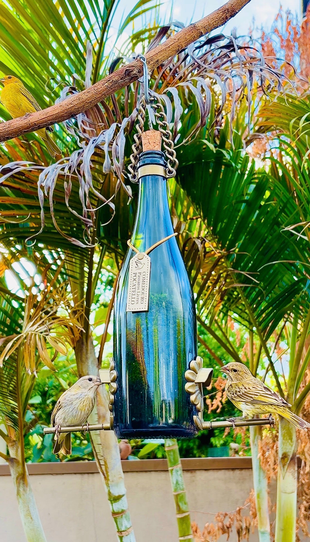 Kit 5 Comedouros Pássaros Livres – Garrafa Champagne Verde