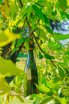 Comedouro Pássaros Livres – Garrafa Cham. Verde