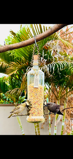 Kit Com 3 Comedouros Pássaros Livres – Garrafa Smirnoff